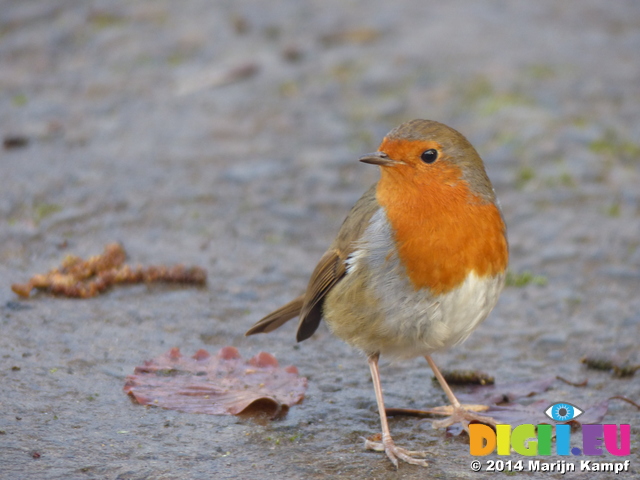 LZ00462 Curious Robin in St Fagans open air museum